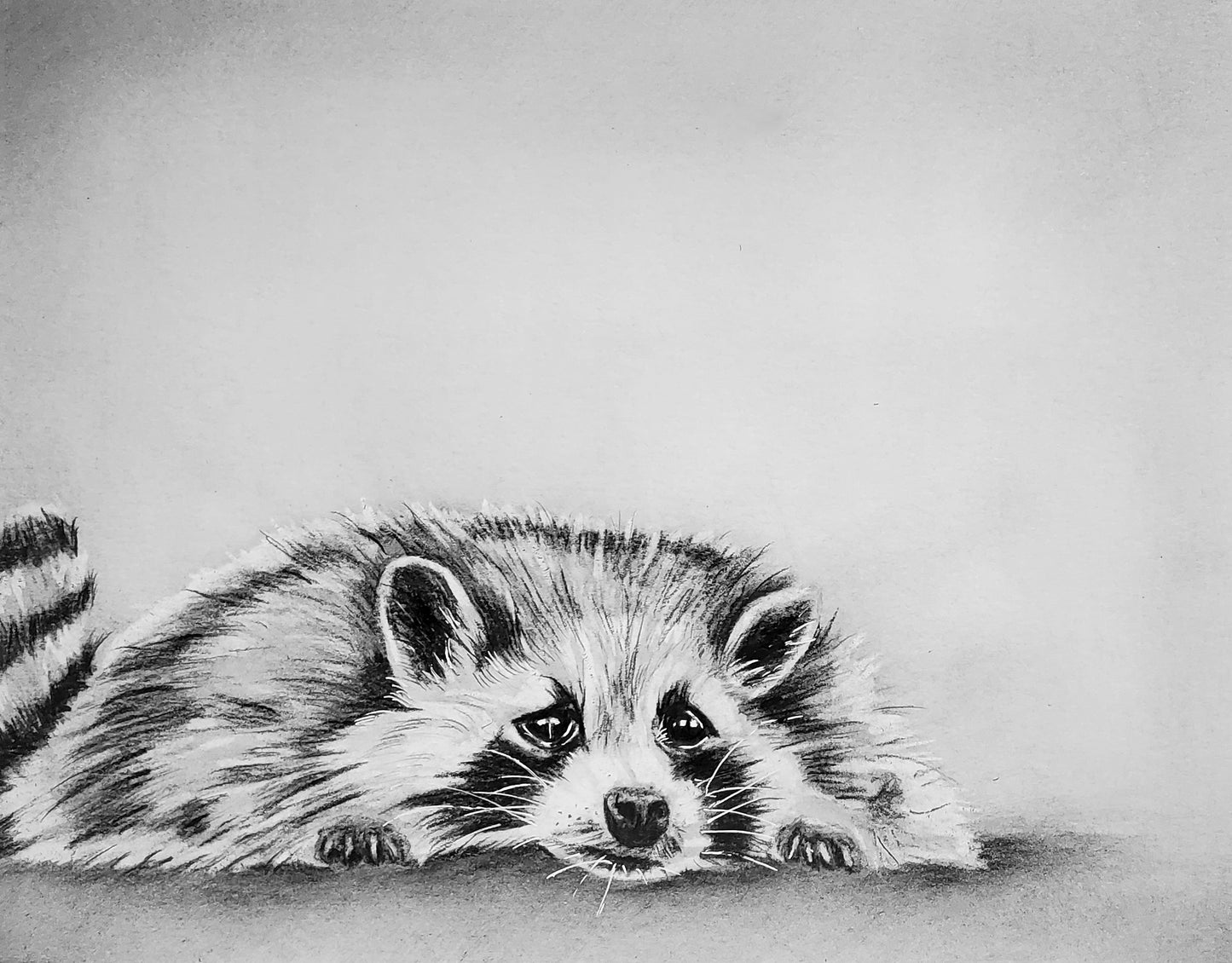 Lazy Raccoon